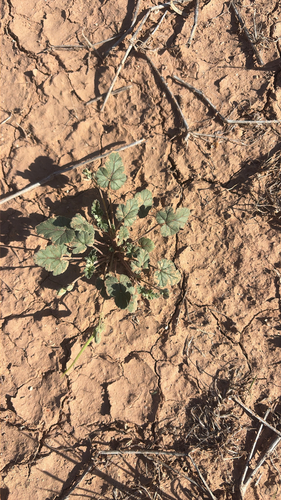 Texas stork's bill