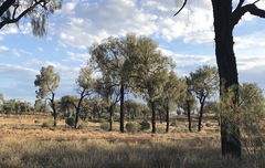 Allocasuarina decaisneana