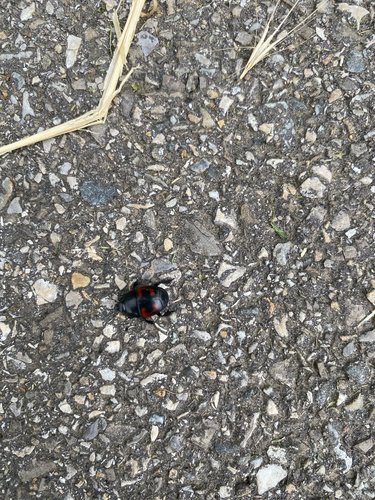 Hister quadrimaculatus