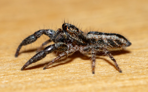 Afraflacilla tarajalis