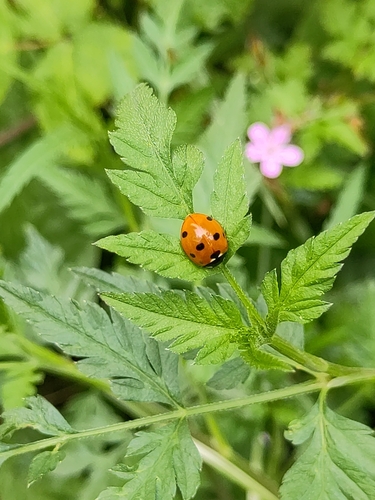Seven-spotted Lady Beetle