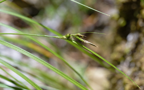 iNaturalist observation photo of true sedges