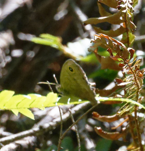 iNaturalist observation photo of Wood-Nymphs