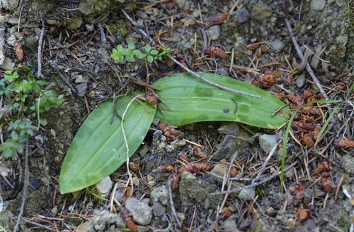 iNaturalist observation photo of California fetid adderstongue
