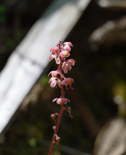 iNaturalist observation photo of Leafless wintergreen