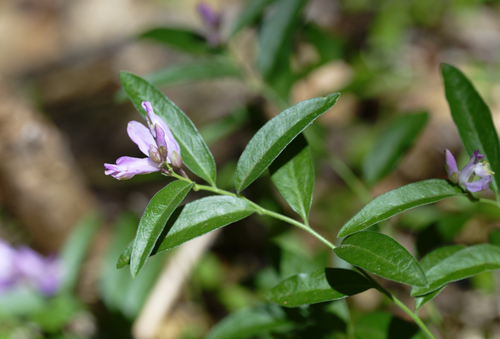 iNaturalist observation photo of California milkwort
