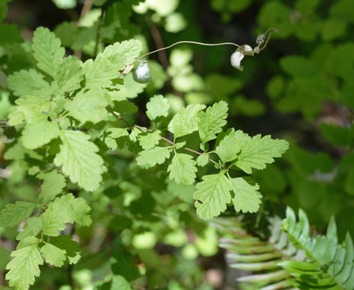 iNaturalist observation photo of Ocean spray