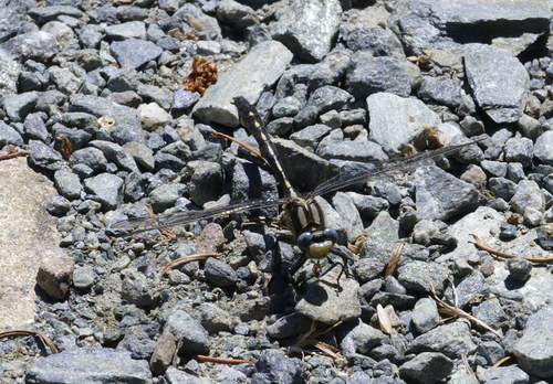 iNaturalist observation photo of Pacific Clubtail