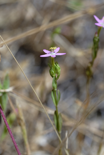 iNaturalist observation photo of Centauries