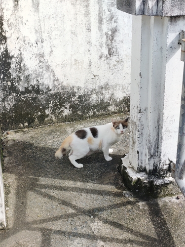 Domestic Cat