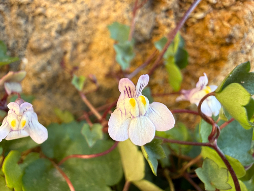 Ivy-leaved toadflax