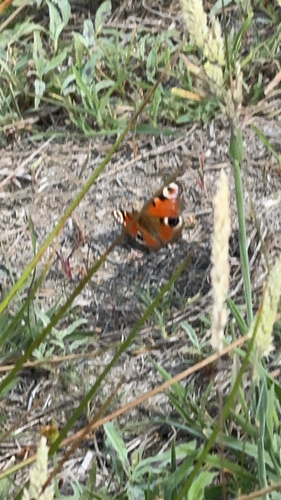 European Peacock Butterfly
