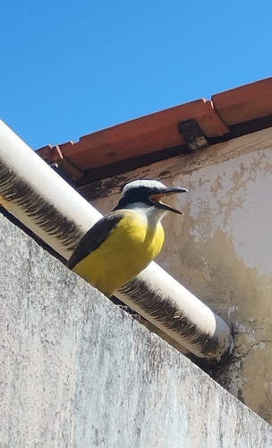 Great Kiskadee