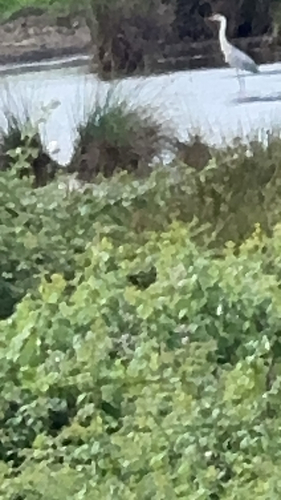 Grey Heron
