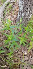 Monarda russeliana