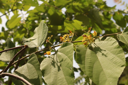 Grewia eriocarpa observed 2026-05-26