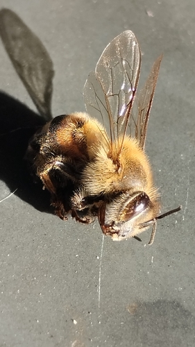 Western Honey Bee