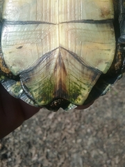 Actinemys marmorata marmorata