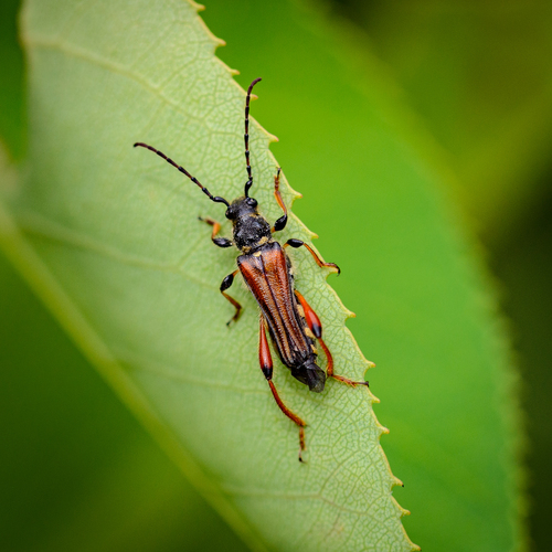 Stenopterus rufus
