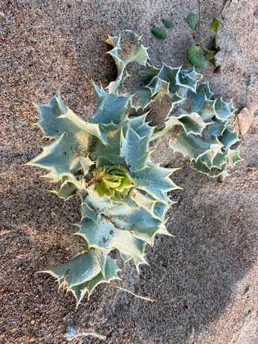 Sea Holly
