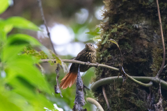 Premnornis guttuliger