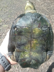 Actinemys marmorata marmorata