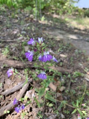 Collinsia violacea
