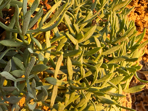rock samphire