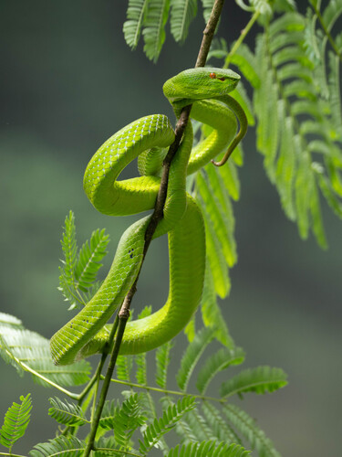 Trimeresurus sichuanensis
