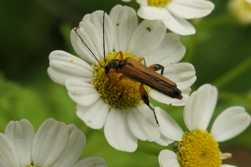 Oedemera podagrariae