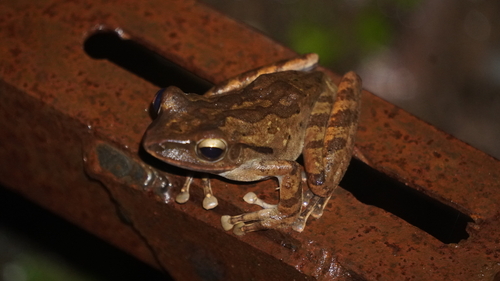 Polypedates iskandari