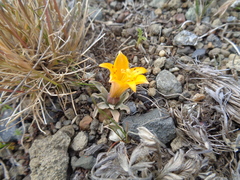 Alstroemeria patagonica