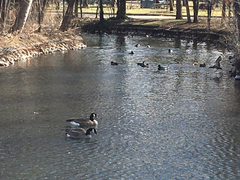 Branta canadensis