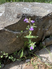 Collinsia violacea