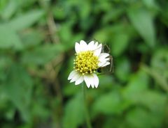 Tridax procumbens