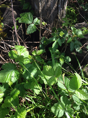 Rubus ursinus macropetalus