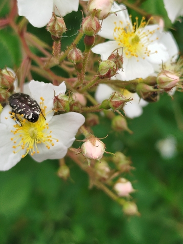 Mediterranean Spotted Chafer