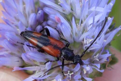 Stenurella bifasciata