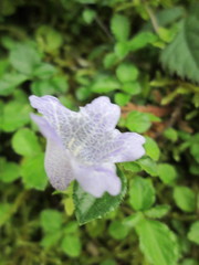 Strobilanthes rankanensis