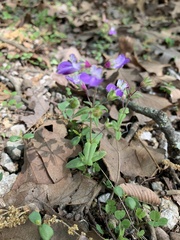 Collinsia violacea