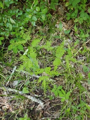 Phylloxera caryaeglobuli