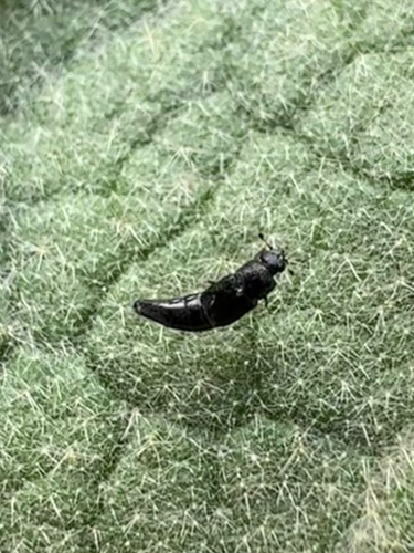 Conotelus obscurus