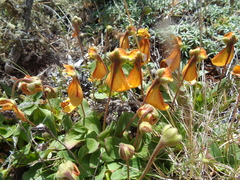Calceolaria uniflora