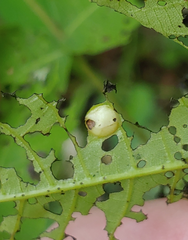 Phylloxera caryaeglobuli