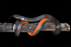 Hong Kong Dwarf Snake photo 2