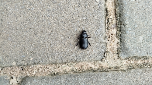 Dyscinetus dubius