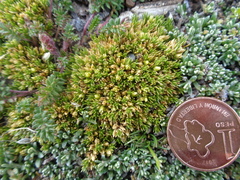 Colobanthus lycopodioides