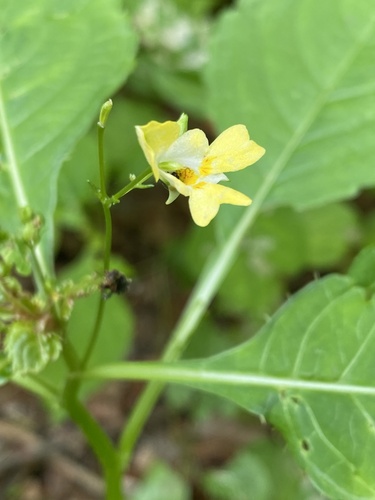 small balsam