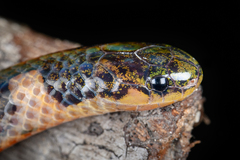 Hong Kong Dwarf Snake photo 1