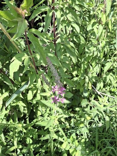 purple loosestrife